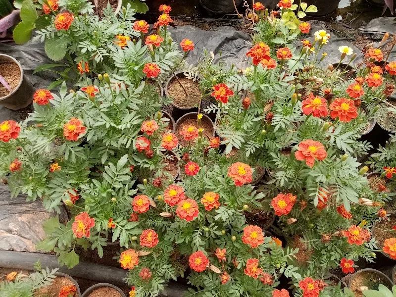 Nursery belonging to the Ministry of Agriculture, Kom Green, Urban, Giza