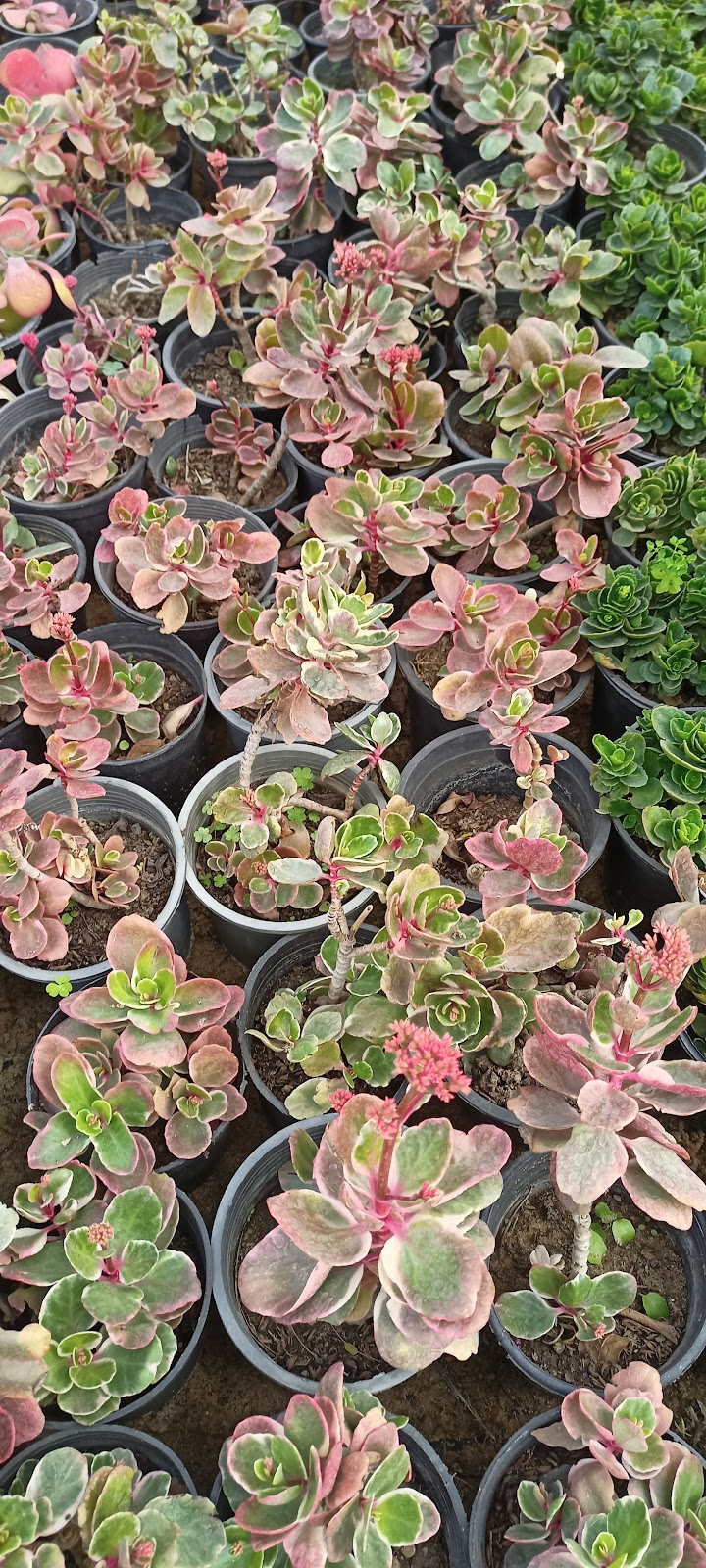 مشتل اللوتس للنباتات الزينة - صورة 2