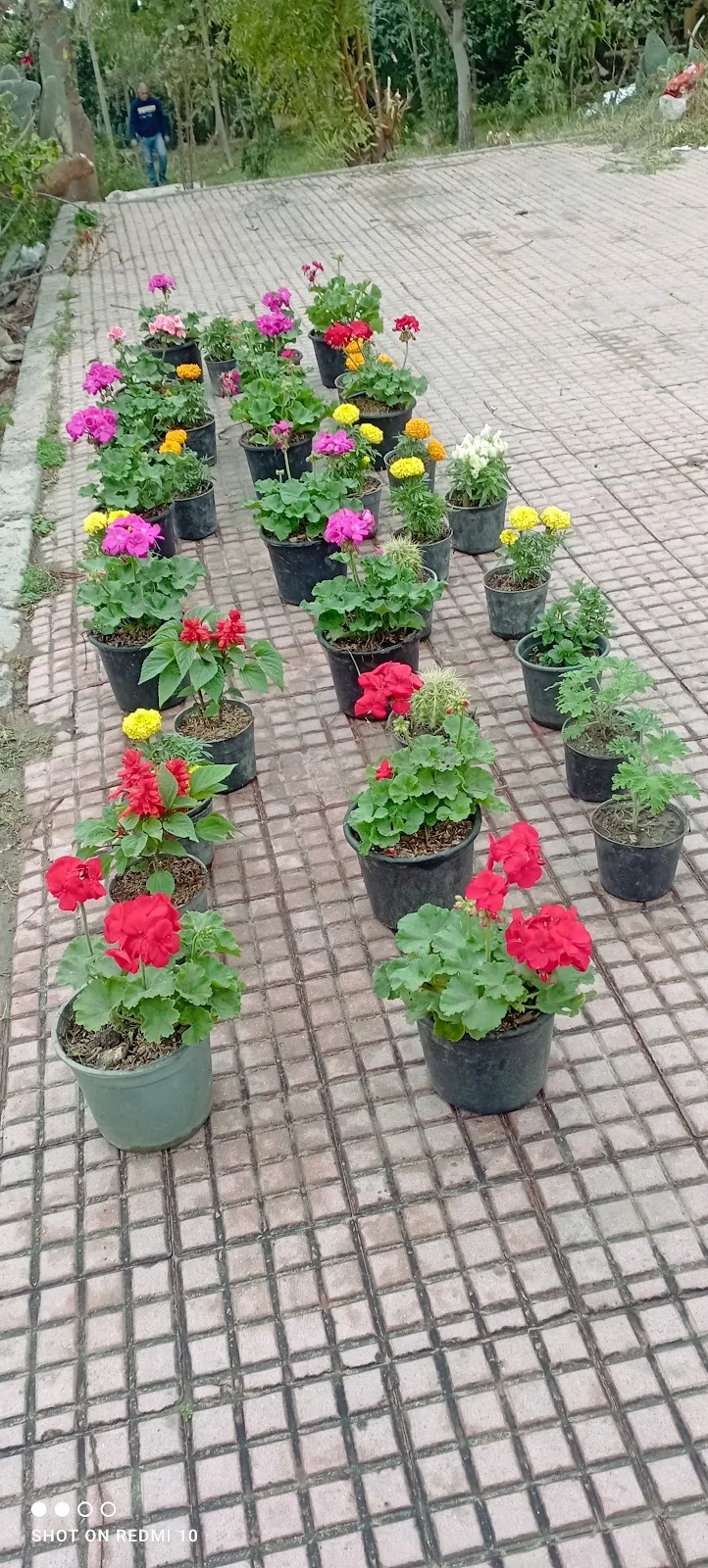 مشتل كلية الزراعه جامعه الاسكندرية - صورة 3