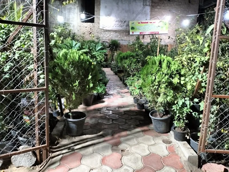 شركه المصريه للشتلات والتنميه الزراعية