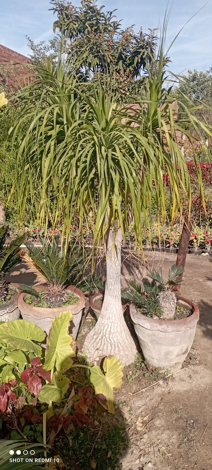 كلية زراعة الشاطبى ـ وحدة الزينة وتجميل البيئة ـ مشتل الارشاد - صورة 1