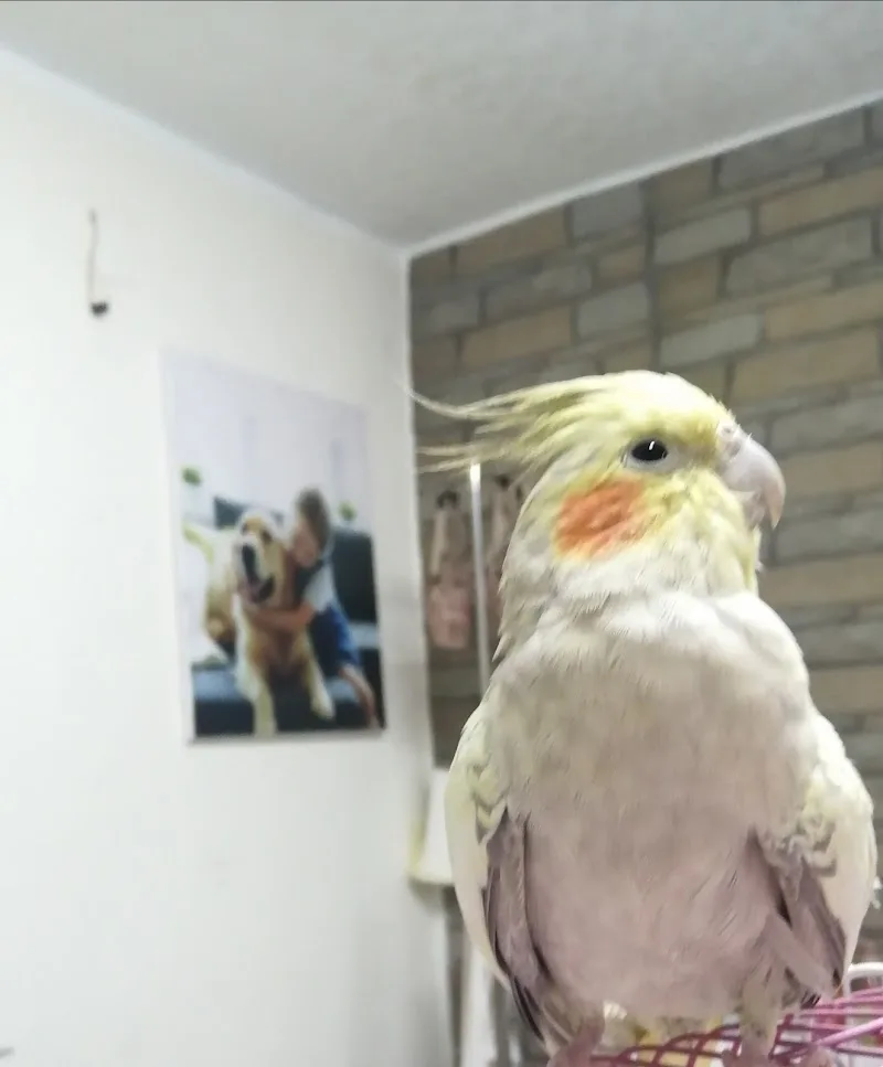 petsi vet clinic عيادة بيطرية - Photo 1