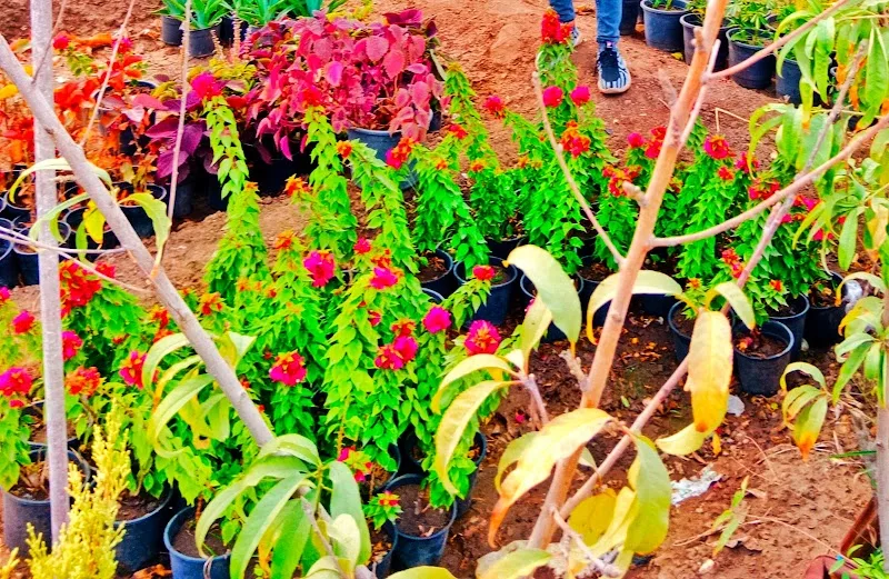 مشتل المنصورة - صورة 2