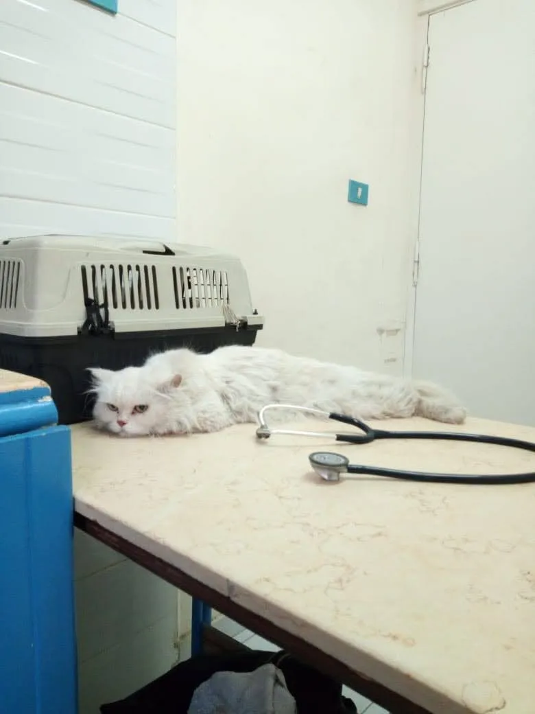 The Ark animal clinic - صورة 1