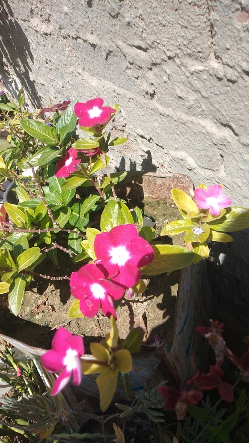 مشاتل إدكو الاستوائية - صورة 1