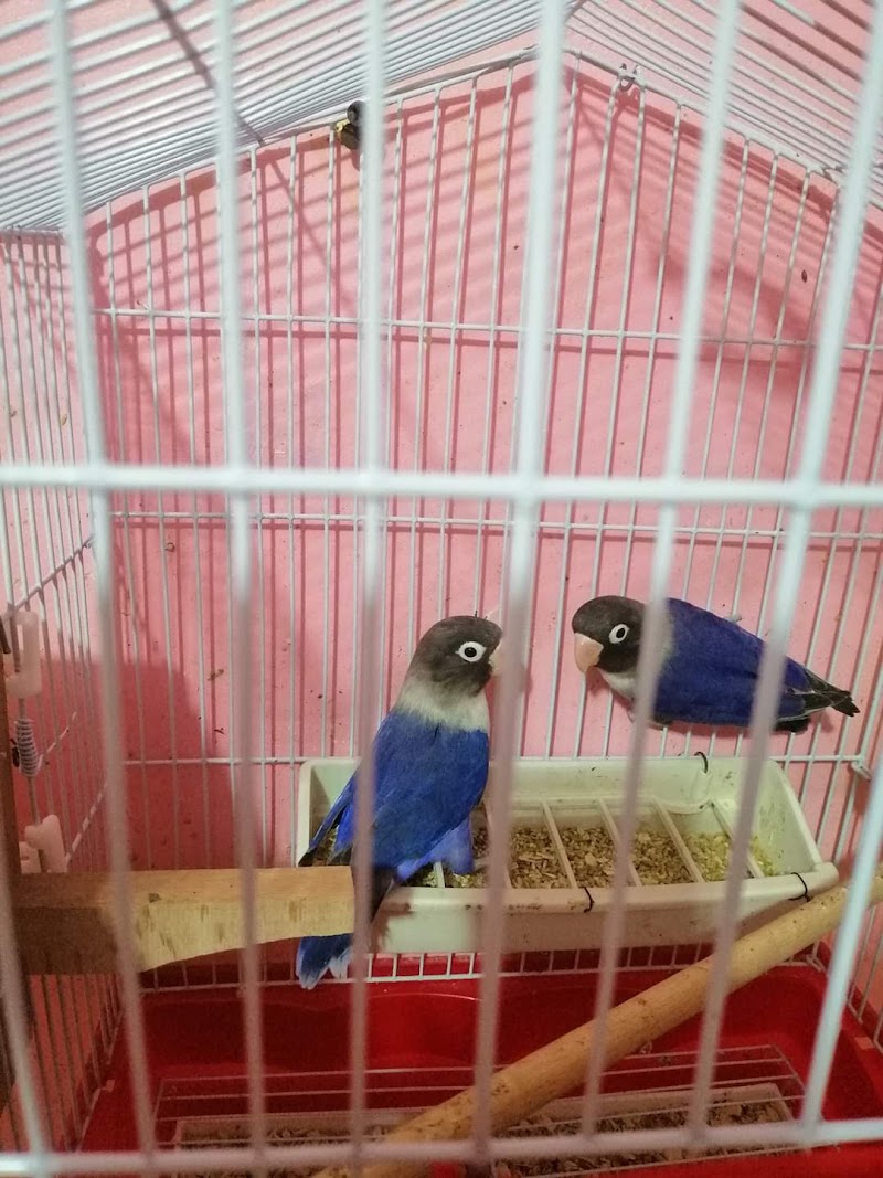 لبن العصفور 👑 - صورة 2