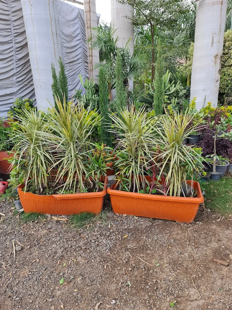 مشاتل القناطر الخيريه لنباتات الزينه - صورة 3