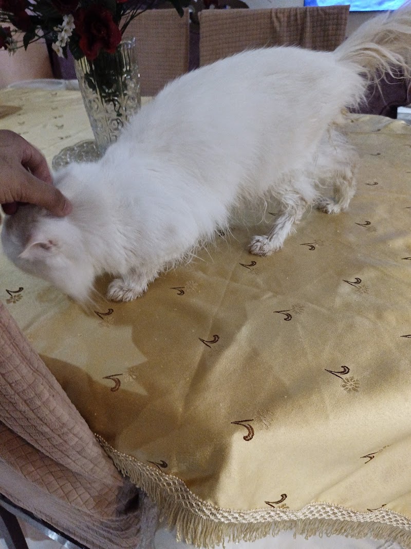 Animal House hospital مستشفى بيطرية