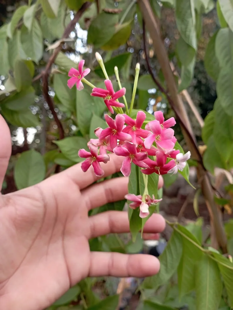 مشتل براديس الشراقوة لنباتات الزينة و الفاكهة