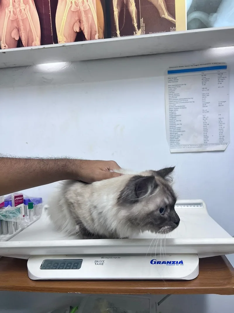 عيادة بيطريه طوارىء الإقبال