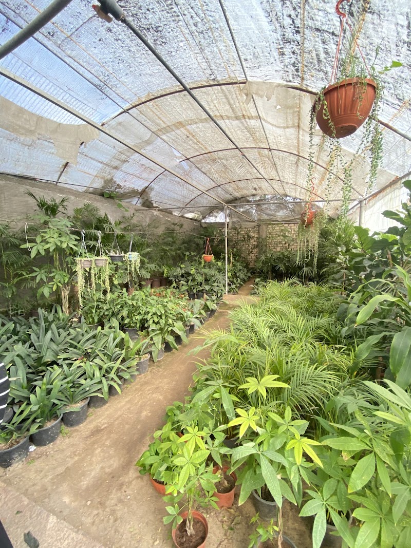 Roots for landscaping and flower design