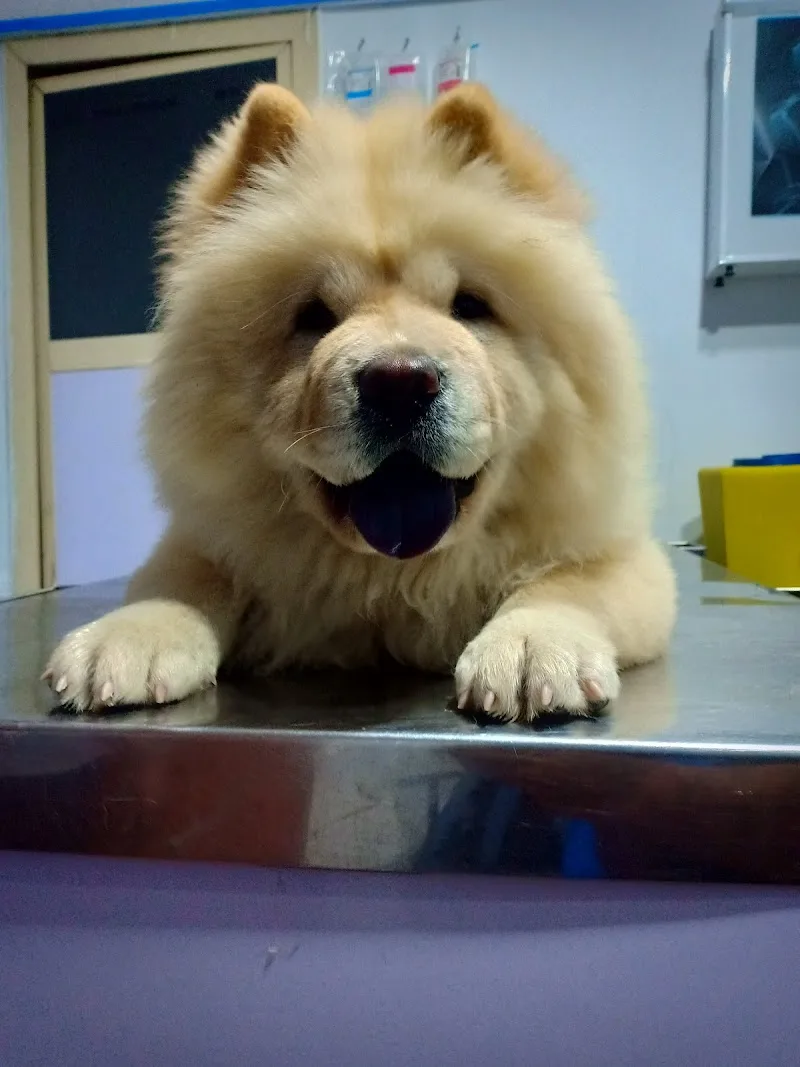 Cats & Dogs Vet Center - Photo 3