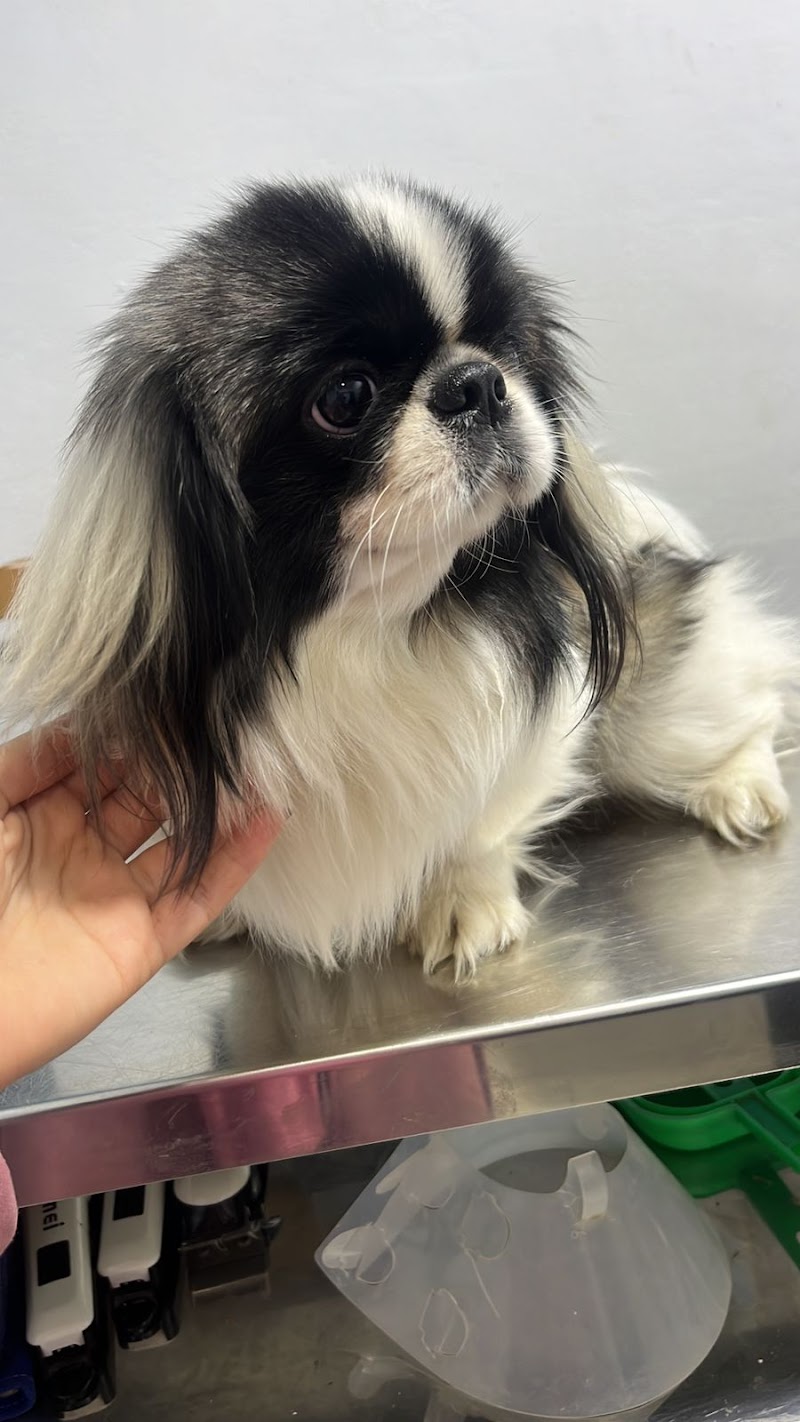 {Dog&Cat} عياده للحيوانات الاليفه وجمع مستلزمات الحيوانات - Photo 3