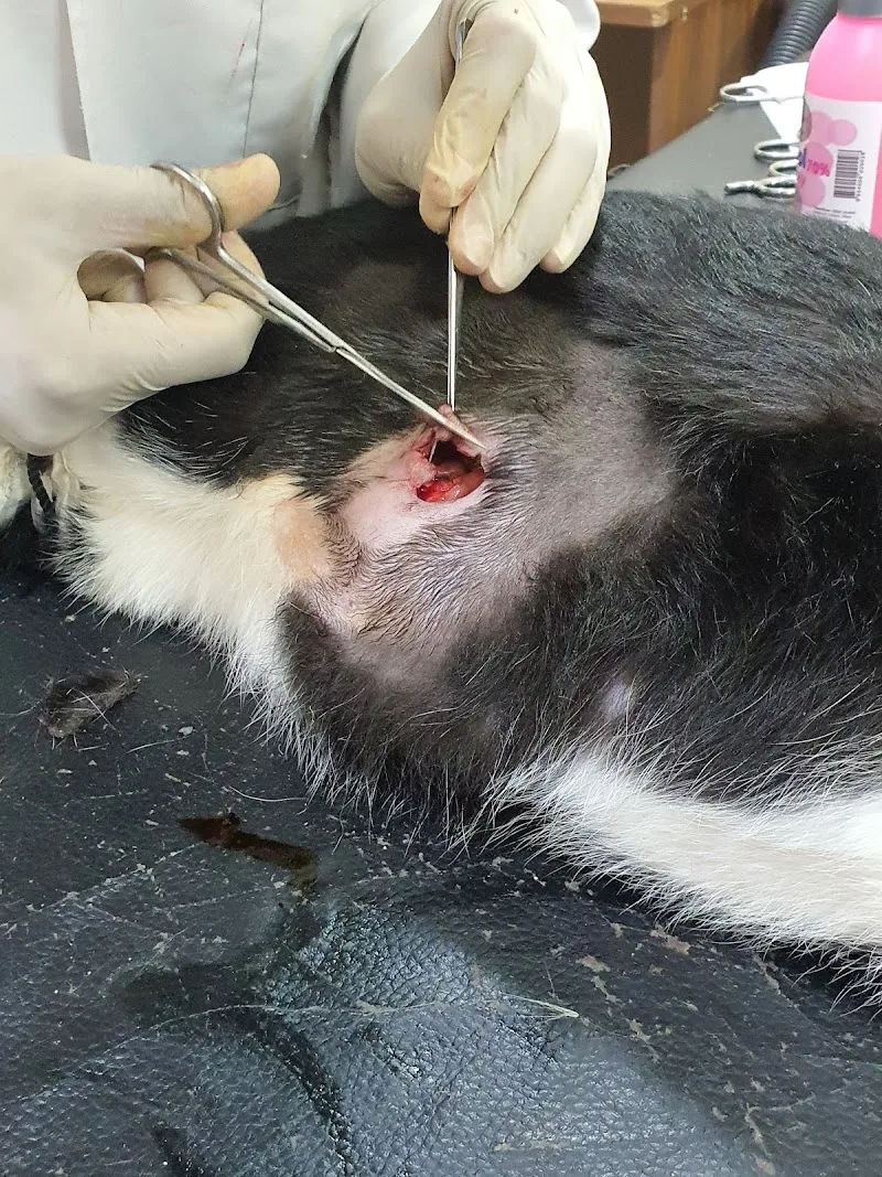 Smouha Vet Clinic - Photo 3