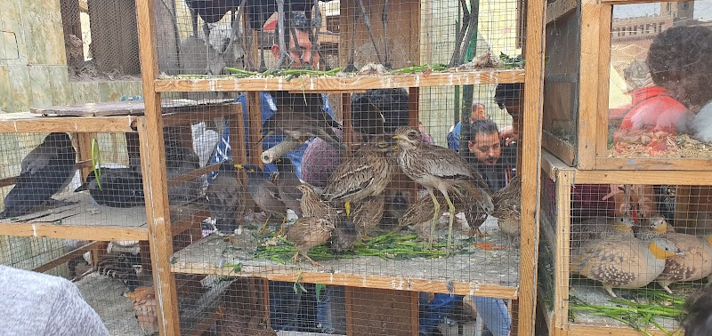 سوق الجمعة للحيوانات والطيورالأليفة - صورة 2