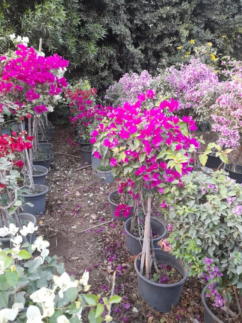 مشاتل القناطر الخيريه لنباتات الزينه - صورة 2