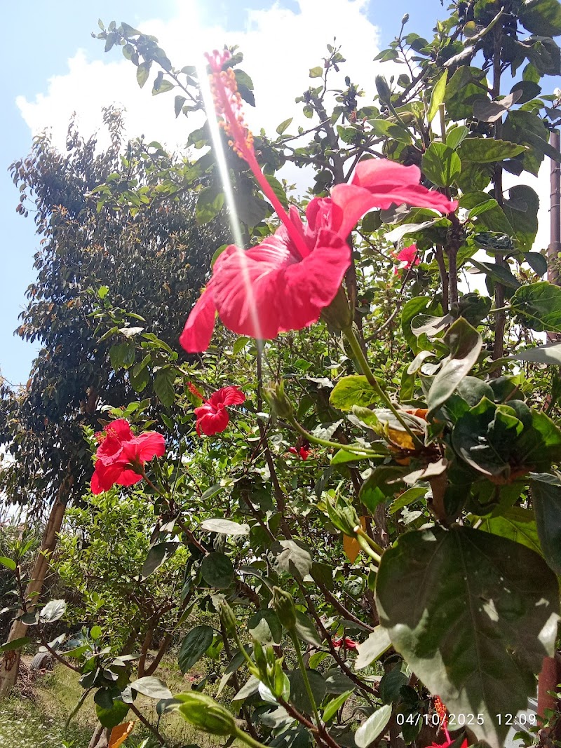 مشتل شربين للاشجار والزهور