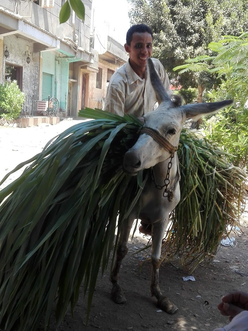 Nassar Gold - Photo 2