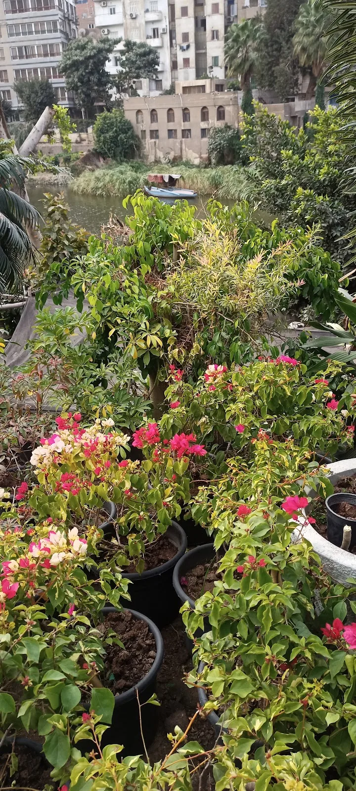 مشتل اللوتس للنباتات الزينة