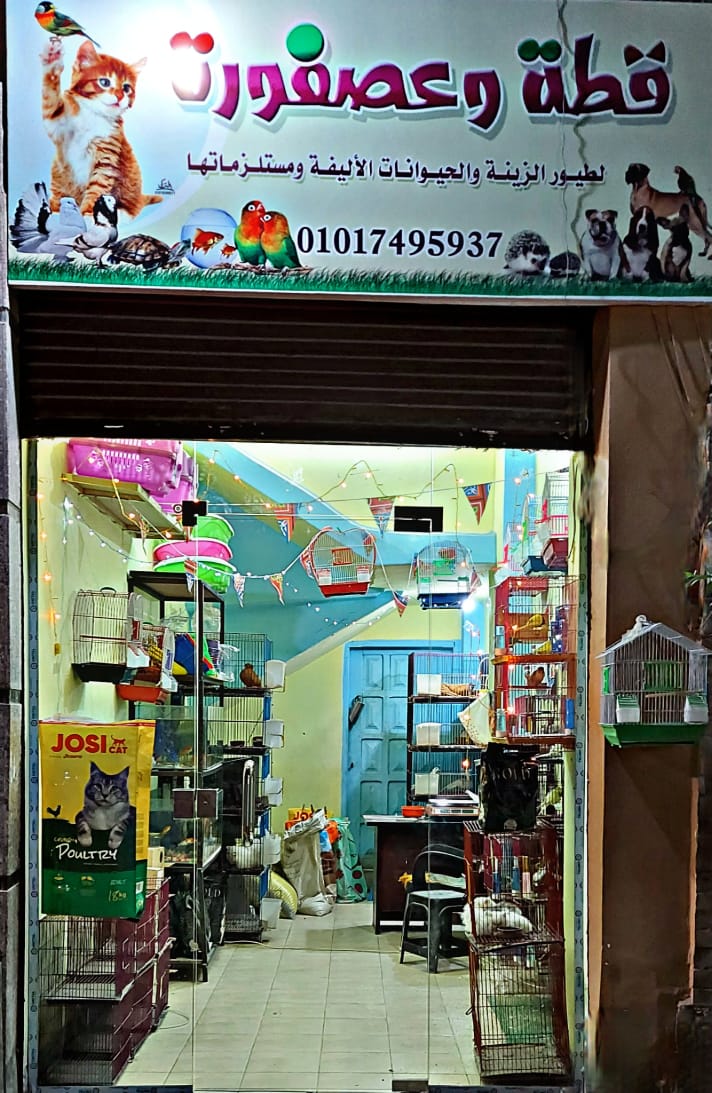 محل قطة وعصفورة