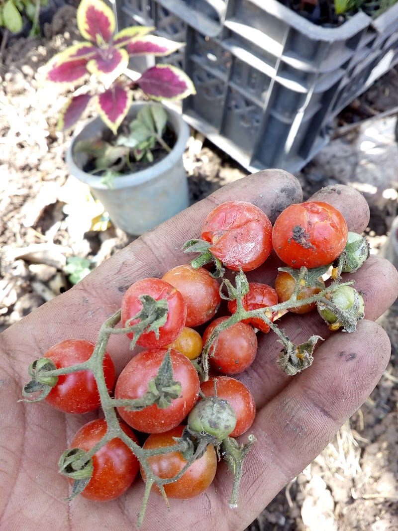 مشتل براديس الشراقوة لنباتات الزينة و الفاكهة - Photo 1