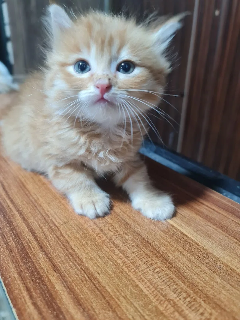 KOKI PETS SHOP AND ANIMAL Care - صورة 1