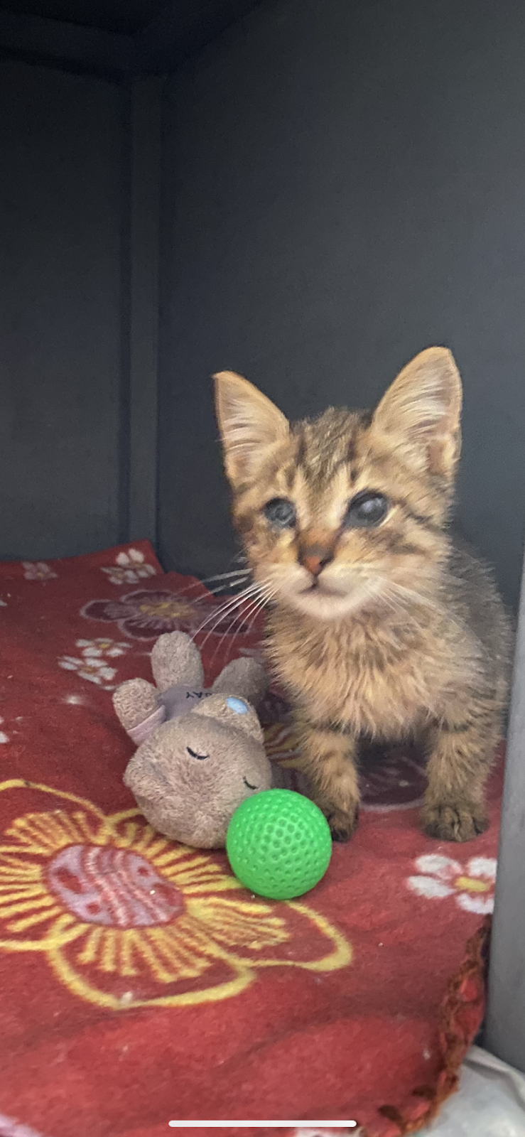 PetCare Clinic - صورة 3