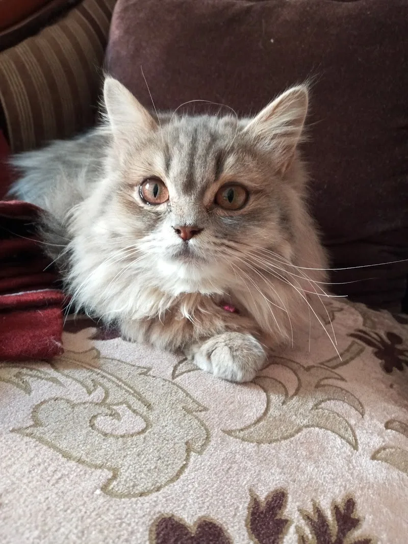 عيادة أمازون البيطرية Amazon pets clinic - Photo 1