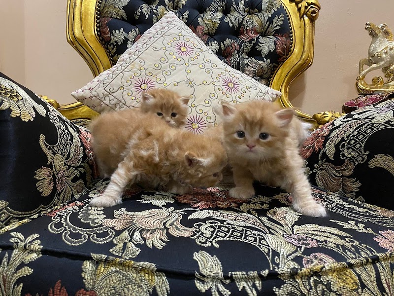 Wolf للحيوانات الاليفه وطيور الزينه والاسماك ومستلزماتهم - صورة 1