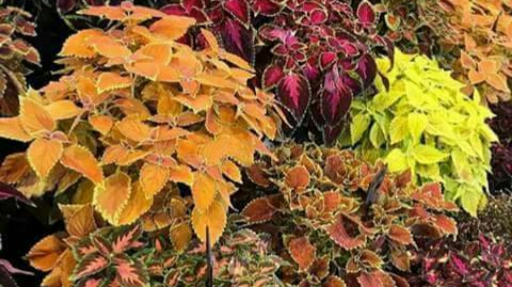 ماتريكس لنباتات الزينه