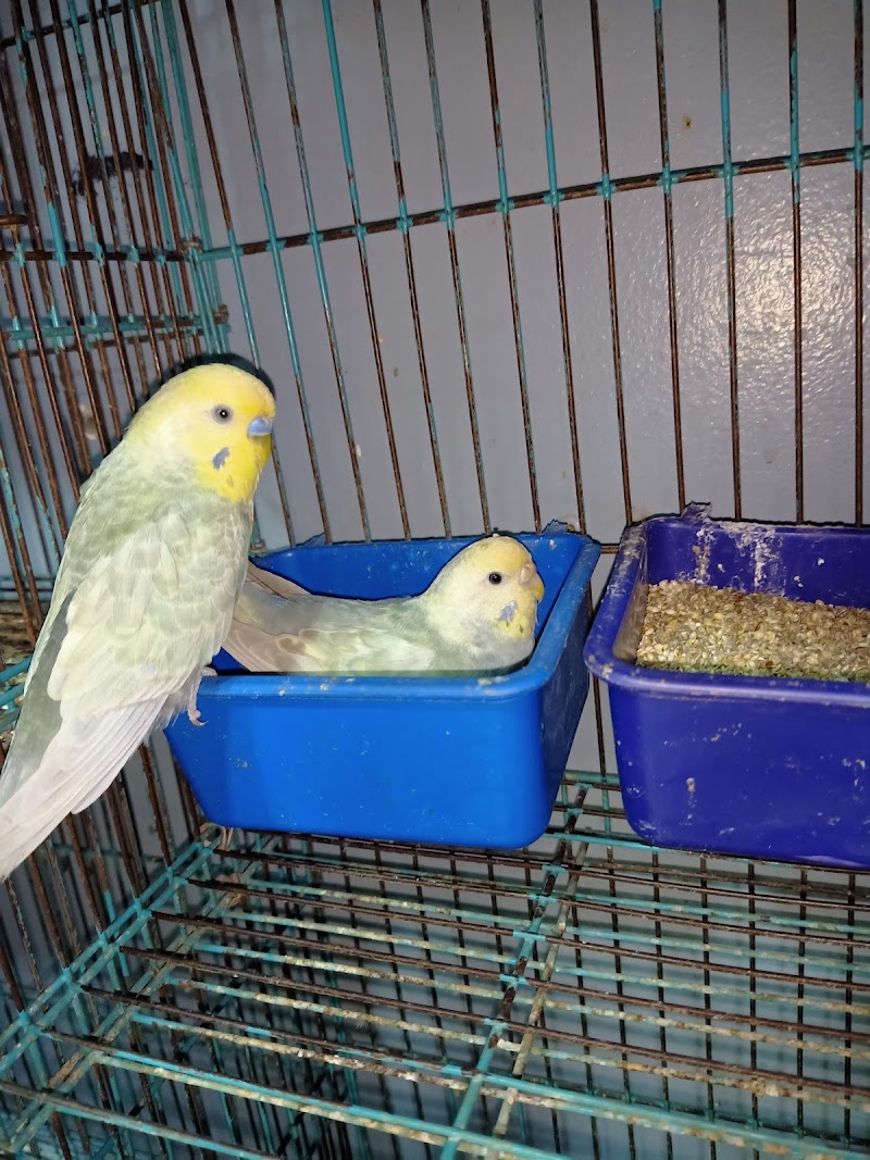 Wolf للحيوانات الاليفه وطيور الزينه والاسماك ومستلزماتهم - صورة 3