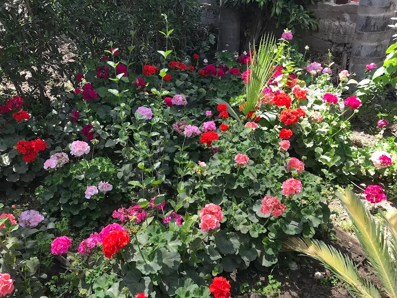 مشتل سعد وأمين بركات