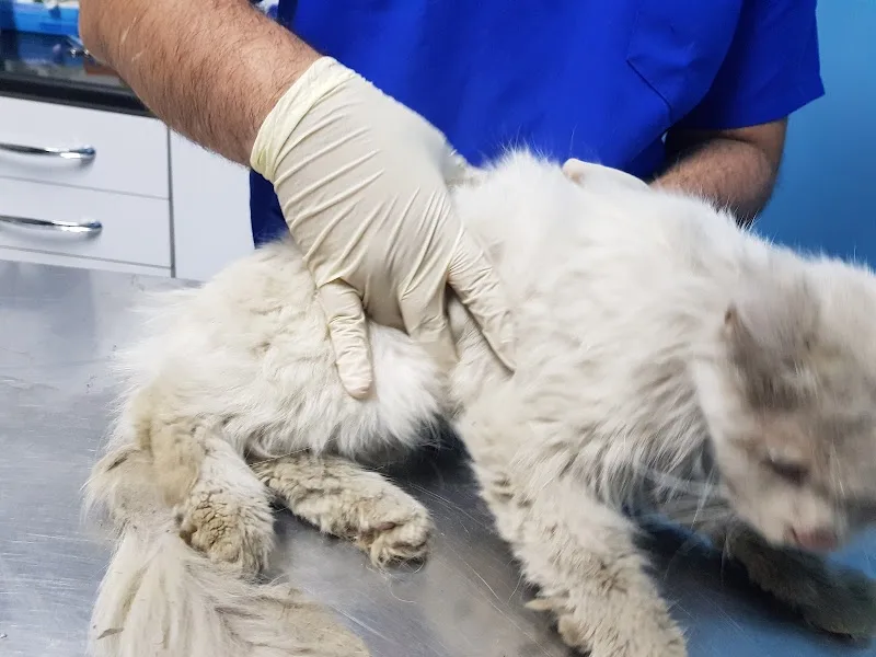 Petsology veterinary clinic العيادة البيطرية