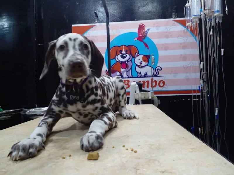 Pet Bombo "pet shop & clinic " Dr Noha Salem - صورة 3