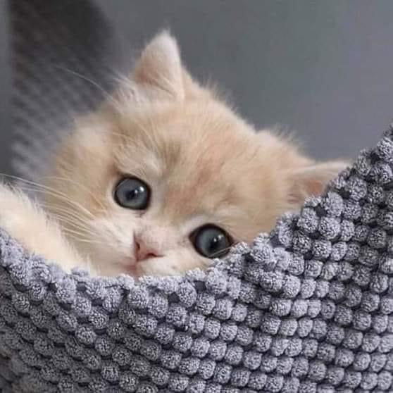 محل قطة وعصفورة - صورة 3