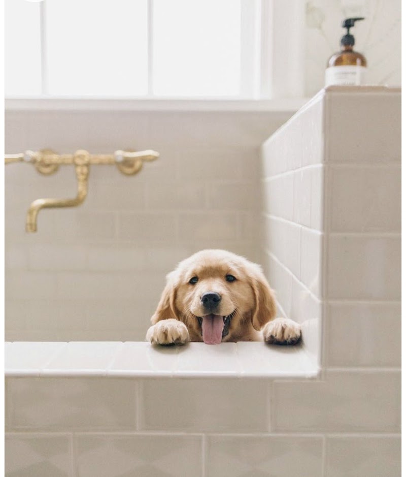 Tito pet shop - صورة 1