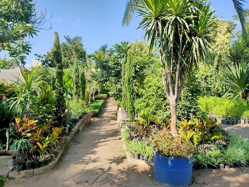 الاسكندريه لنبتاتات الزينه. . مشتل نور الاسلام