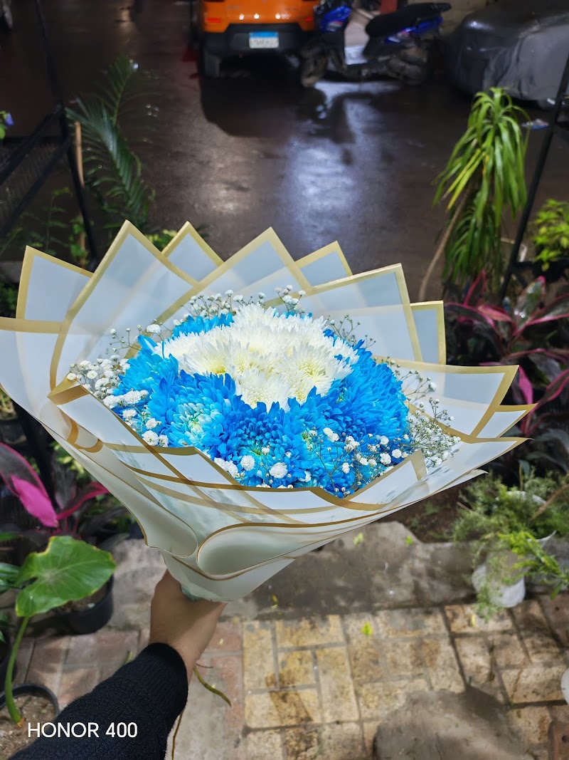 مشتل زهور الأسكندرية - صورة 3