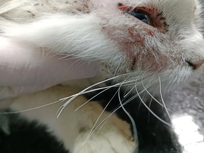 TVC, The Veterinary Center - Photo 2