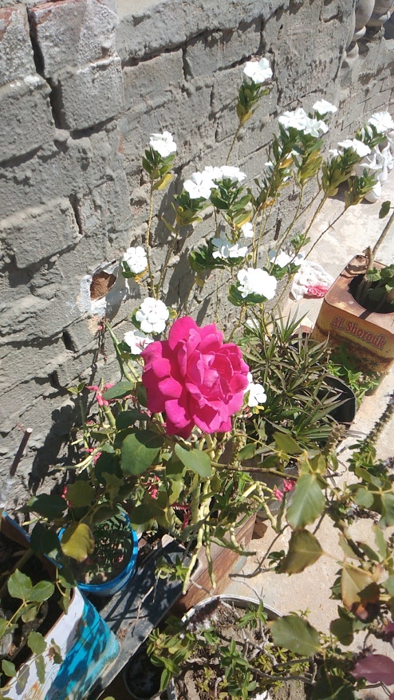 مشاتل إدكو الاستوائية - صورة 2