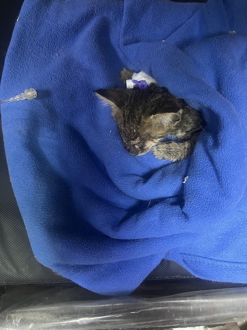 Cairo Pets Clinic عيادة بيطرية المقطم - Photo 1