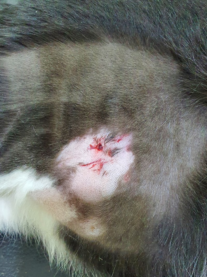 Smouha Vet Clinic - Photo 2