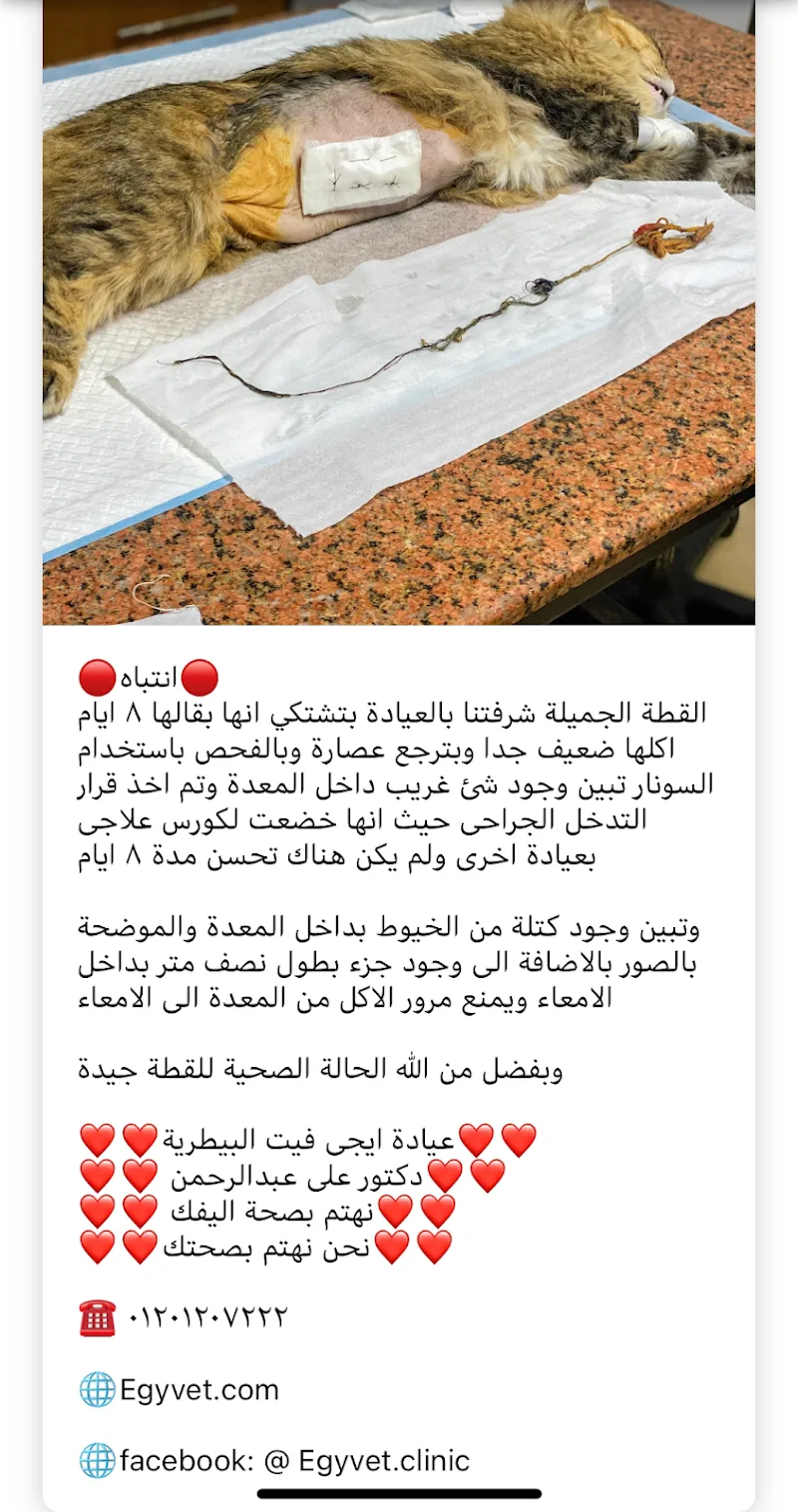 Egyvet Clinic