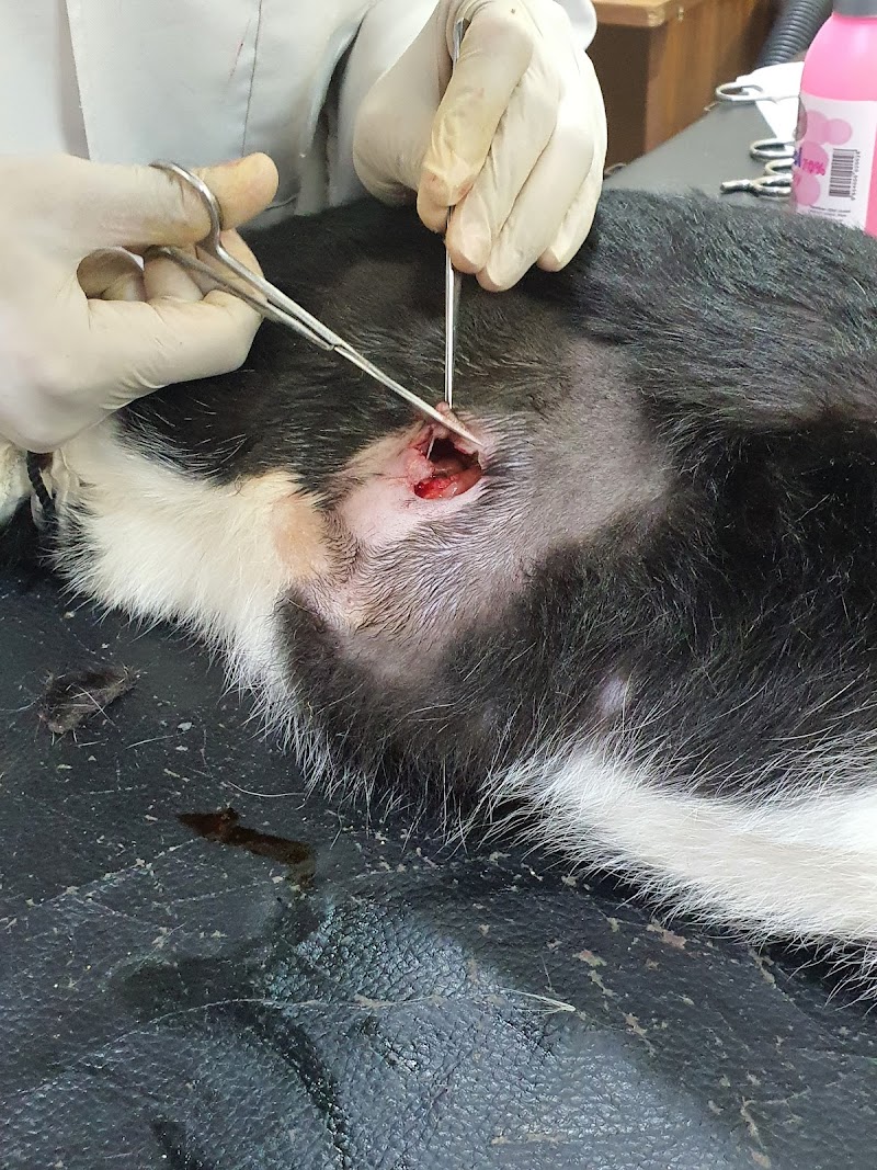 Smouha Vet Clinic - Photo 3