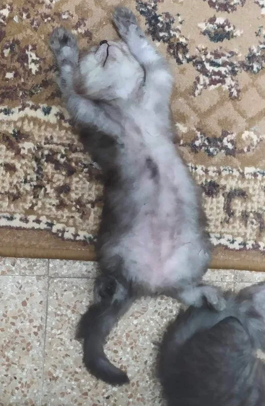 Almotawakkel Pet Center - Photo 1