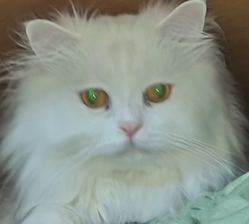 Sao Paulo Microblading Alexandria - صورة 3