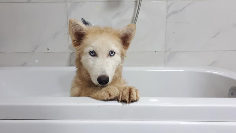 عيادة ألفا البيطرية