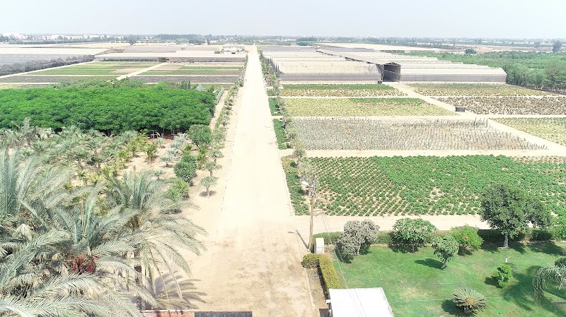 المصرية الألمانية للأنتاج الزراعي