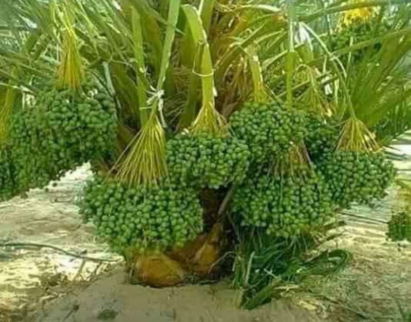 مشاتل الحياة - صورة 3