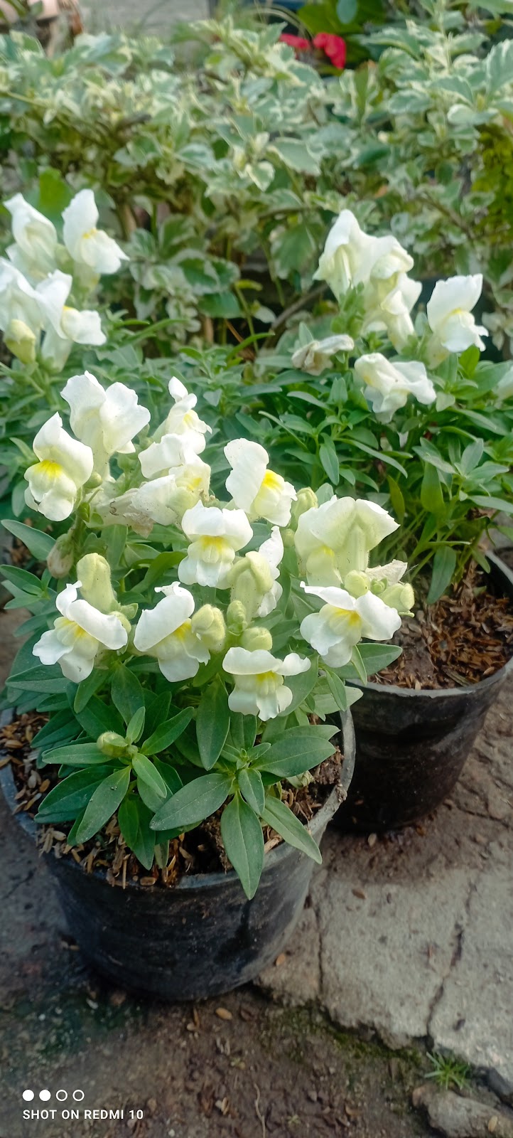 كلية زراعة الشاطبى ـ وحدة الزينة وتجميل البيئة ـ مشتل الارشاد - صورة 2